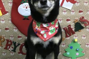 12月のお友達☆