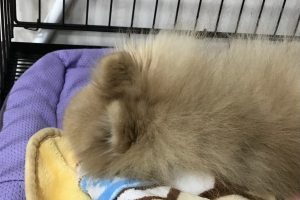 お泊り☆