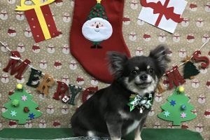 12月のお友達☆