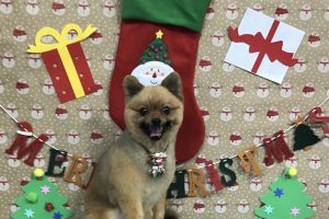 12月のお友達☆