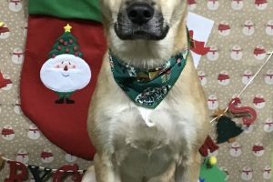 12月のお友達☆