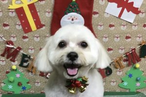12月のお友達☆