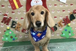 12月のお友達☆