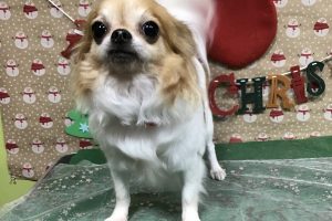 12月のお友達☆