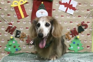 12月のお友達☆