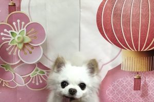 12月のお友達☆
