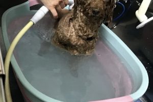 12月のお友達☆