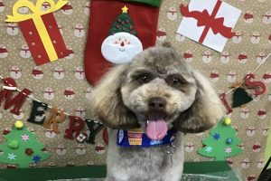 12月のお友達☆