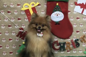 12月のお友達☆