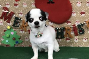 12月のお友達☆