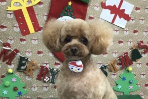 12月のお友達☆