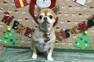 12月のお友達☆