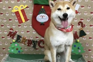 12月のお友達☆