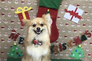 12月のお友達☆