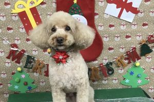 12月のお友達☆