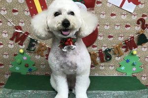 12月のお友達☆