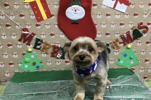 12月のお友達☆