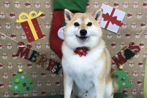 12月のお友達☆