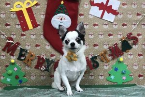 12月のお友達☆