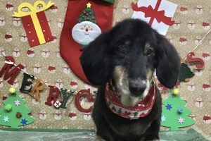 12月のお友達☆
