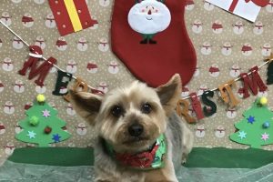 12月のお友達☆