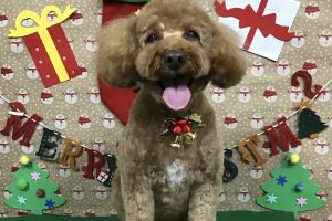 12月のお友達☆