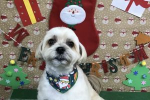 12月のお友達☆