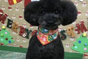12月のお友達☆