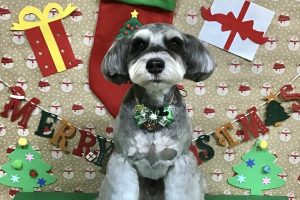 12月のお友達☆