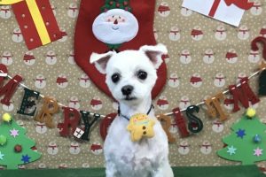 12月のお友達☆