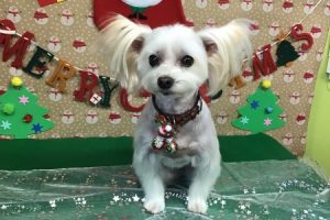 12月のお友達☆