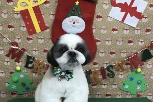 12月のお友達☆