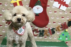 12月のお友達☆