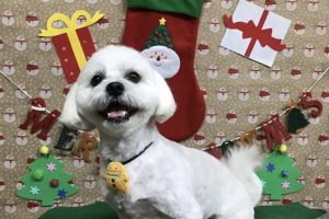 12月のお友達☆
