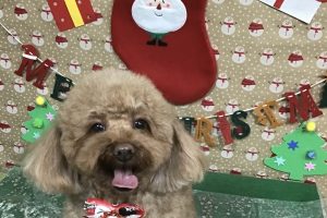 12月のお友達☆