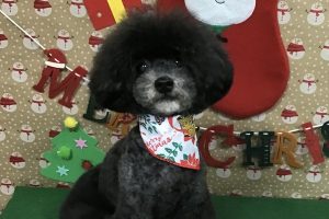 12月のお友達☆