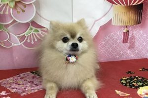 12月のお友達☆