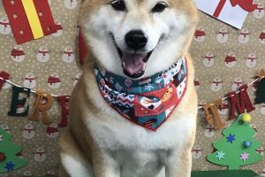 12月のお友達☆