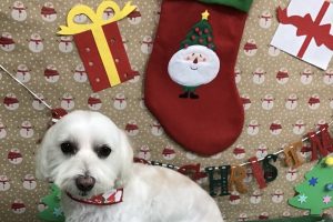 12月のお友達☆