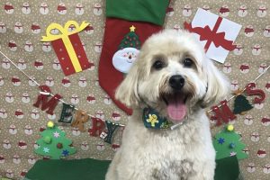 12月のお友達☆