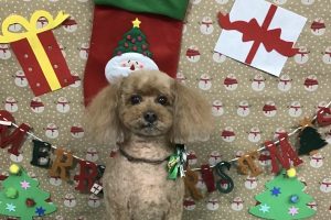12月のお友達☆