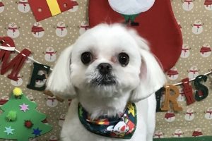 12月のお友達☆
