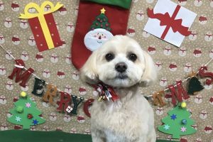 12月のお友達☆