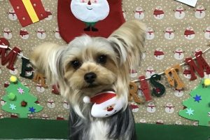 12月のお友達☆