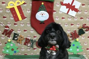 12月のお友達☆