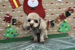 12月のお友達☆