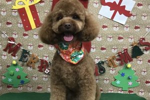 12月のお友達☆