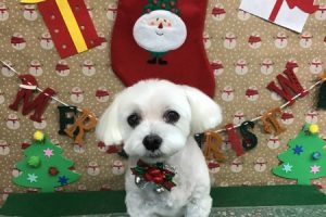 12月のお友達☆