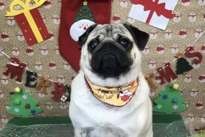 12月のお友達☆
