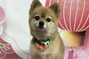 12月のお友達☆
